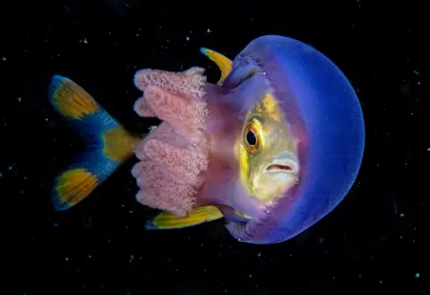 Scott Gutsy Tuason/UPY 2018 A fish wedged between the bell and the tentacles of a jellyfish.