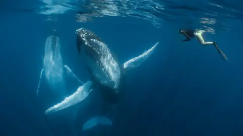 Simone Matucci/UPY 2018 Humpback whales swimming under the water