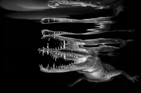 Borut Furlan/UPY 2018 A crocodile reflected on the surface of the water.
