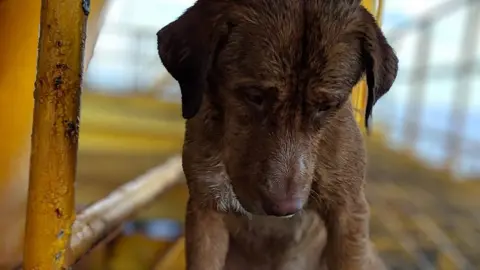 ViralPress The dog is estimated to be between three and five years old