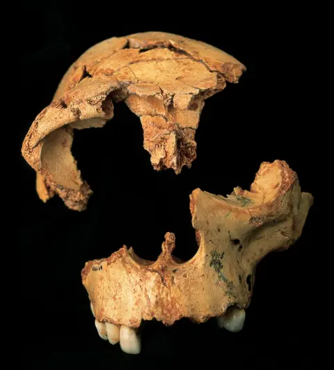 JAVIER TRUEBA/SPL Homo antecessor