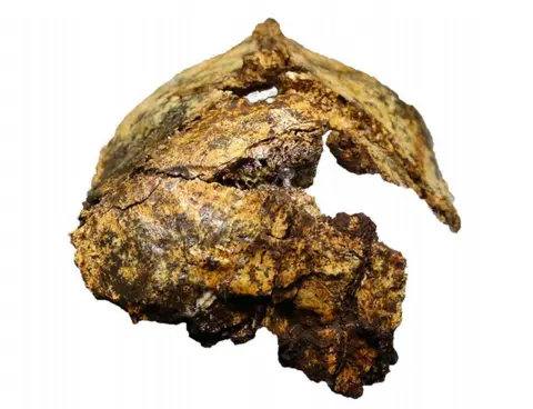 Science Paranthropus robustus