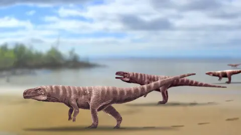 A.Romilio/University of Queensland Artwork: Batrachopus