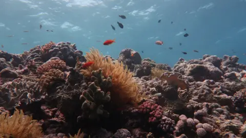 ANDREAS DIETZEL Fish swim around a dying coral structure