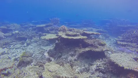 ANDREAS DIETZEL Dead or dying coral is 'bleached' of its colour