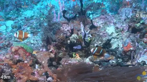 Schmidt Ocean Institute Underwater footage of the reef