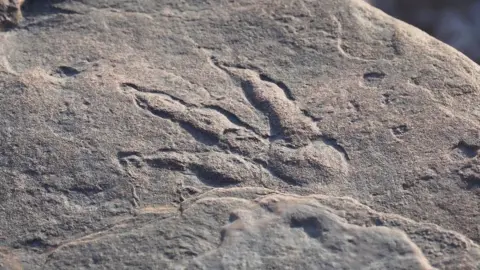 National Museum Wales Dinosaur footprint