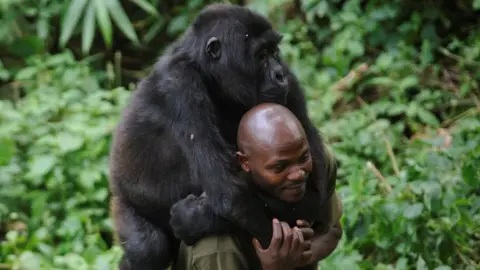 AFP A warden at the Virunga National Park plays with an orphaned mountain gorilla, which is piggybacking on his back