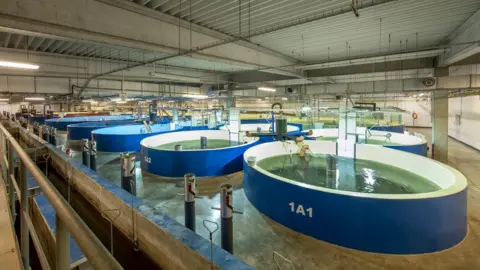 Aquamaof Tanks at at Aquamaof fish farm in Poland