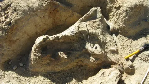 Jared Archibald, MAGNT Crocodile skull