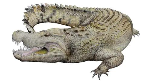Adam Yates Crocodile illustration