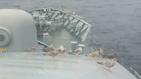 Grace Fanning Seagulls keeping watch on deck of LE Roisin