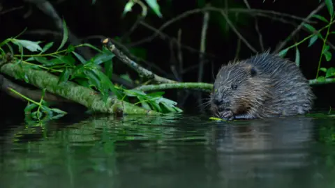 Bevis Watts Beaver