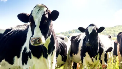 Getty Images Cows