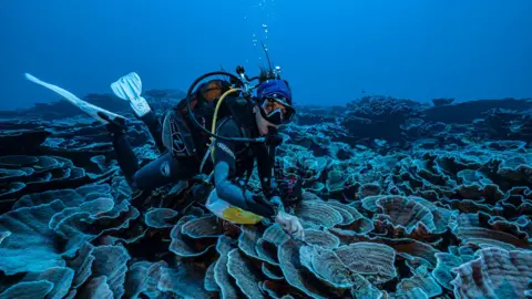 Alexis Rosenfeld A researcher takes a small sample from the newly discovered coral reef