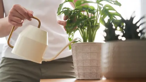 Getty Images Watering a houseplant