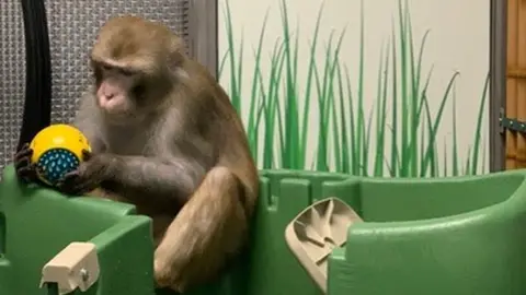 Neuralink Macaque monkey