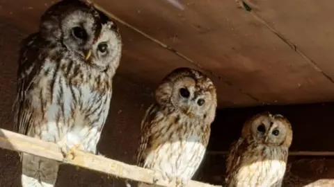 Cheshire Police Rural Crime Team Three tawny owls sitting on a wooden beam