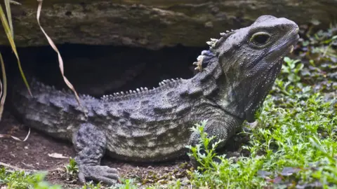 Getty Images Tuatara