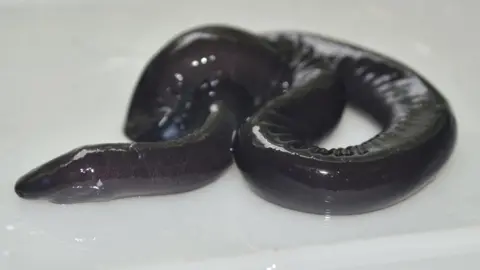 Patrick Viana It turns out that caecilians - a group of limbless underwater amphibians - can 'talk'