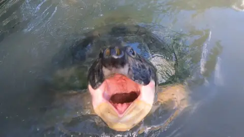 Gabriel Jorgewich-Cohen A South American river turtle sending a message during the research