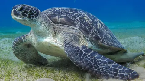 Getty Images Leatherback sea turtle