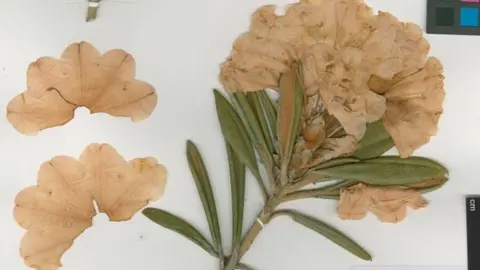 Courtesy of the RHS Herbarium Rhododendron yakushimanum 'Koichiro Wada'. Specimen made by E.K. Janaki Ammal as a voucher for her Cytology work
