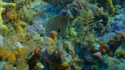 OceanX An eel nestling among the red algae of the reef
