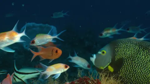 OceanX Fish swimming in the gloomy conditions of the reef