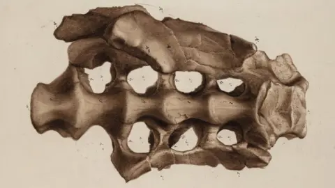 Royal Society Fossil hunters drew their dinosaur finds and sent to scientists for study