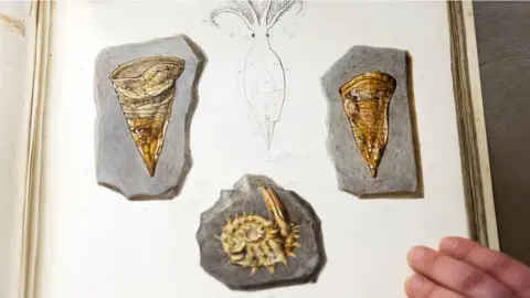 Royal Society Fossil hunters on the south coast of England sent pictures of their finds to scientists