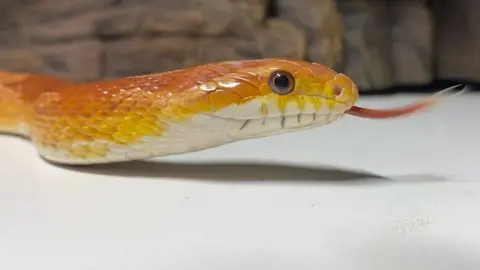 Reptilia Noodles the corn snake