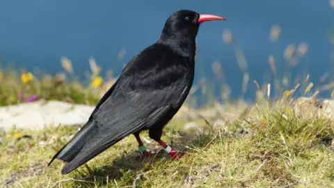 Jake Stephen / RSPB Chough stood on grass on the coast with the sea in the background
