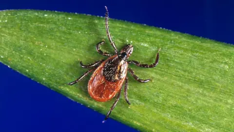 Getty Images An eight-legged black and brown insect on a leaf.