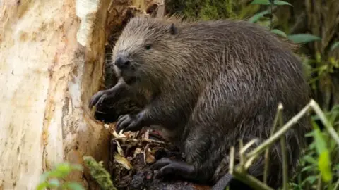 Spains Hall Estate A beaver sitting on a tree.
