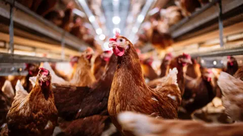 Getty Images/KARRASTOCK Brown hens being kept indoors at a poultry farm (stock image)