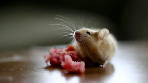 Mice engineered with a certain human gene showed they could learn quicker (Elena Gurzhiy/Flickr/CC BY 2.0)