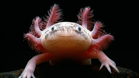 Minden Pictures/Alamy For some, axolotls are considered adorable, with the appearance of a perpetual smile (Credit: Minden Pictures/Alamy)