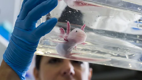 Robert Michael/Getty Images Scientists are looking to benefit from the regenerative properties of axolotls (Credit: Robert Michael/Getty Images)