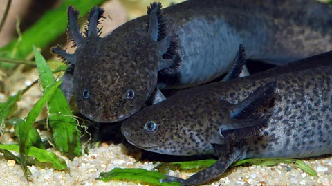 ullstein bild/Getty Images Many axolotl species are critically endangered (Credit: ullstein bild/Getty Images)