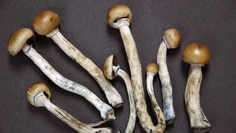Getty Images Psilocybin, or ‘magic mushrooms’, has been granted a ‘breathrough’ designation, allowing it to be clinically researched for medical uses (Credit: Getty Images)