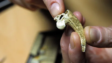 STR/AFP/Getty Images Around 130,000 years ago, a Neanderthal in what is now Croatia sliced the talon off the toe of an eagle – possibly to make jewellery (Credit: STR/AFP/Getty Images)