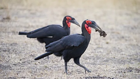 pacoahedo/Getty Images Referred to as "callers of the rain", Southern ground hornbills have a low thunderous call that can be heard up to 5km away (Credit: pacoahedo/Getty Images)