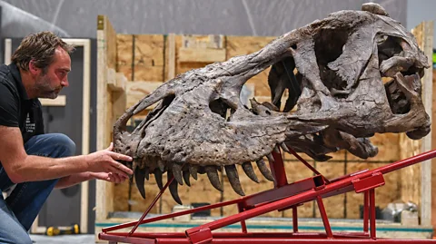 Getty Images The secret to T. rex's incongrous arms may be with their enormous skulls (Credit: Getty Images)