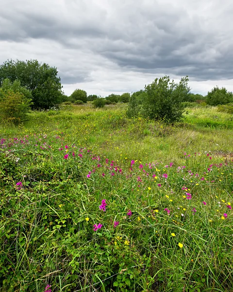 Gordon Scammll/Alamy Although the site is just 30 miles from central London, it feels like a wilderness (Credit: Gordon Scammll/Alamy)