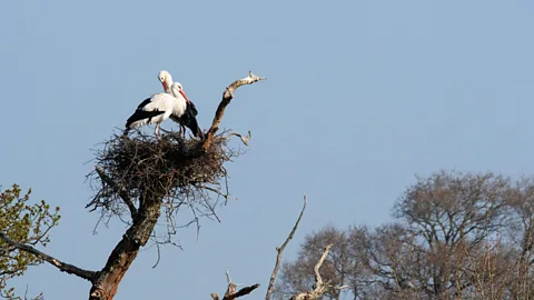 Knepp Estate White storks are breeding again in Britain, helped by a rewilding project (Credit: Knepp Estate)