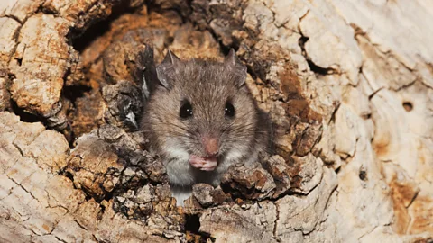 Alamy White-footed mice are generally shy, and avoid contact with humans. But they have taken to city life (Credit: Alamy)