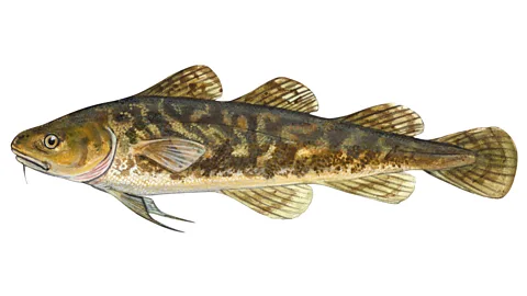 Getty Images Tomcod are a favourite food of a range of species, and there are concerns that the concentration of PCBs in their bodies could be harming entire ecosystems (Credit: Getty Images)
