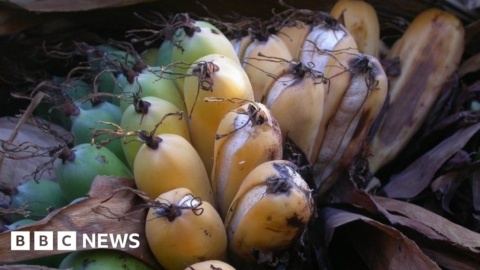 Why the song may come true again