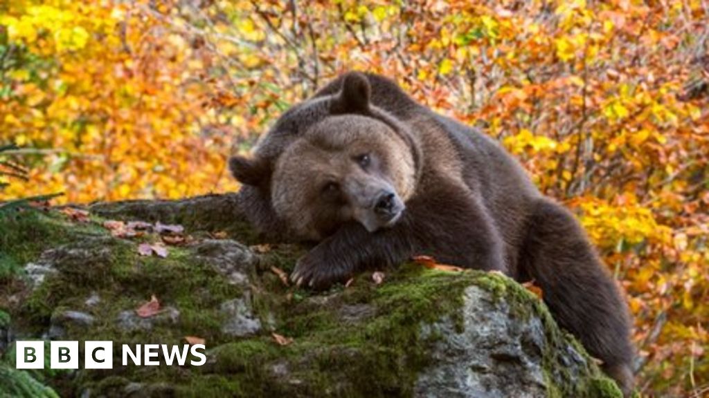 EU moves to protect large carnivores EU moves to protect large carnivores